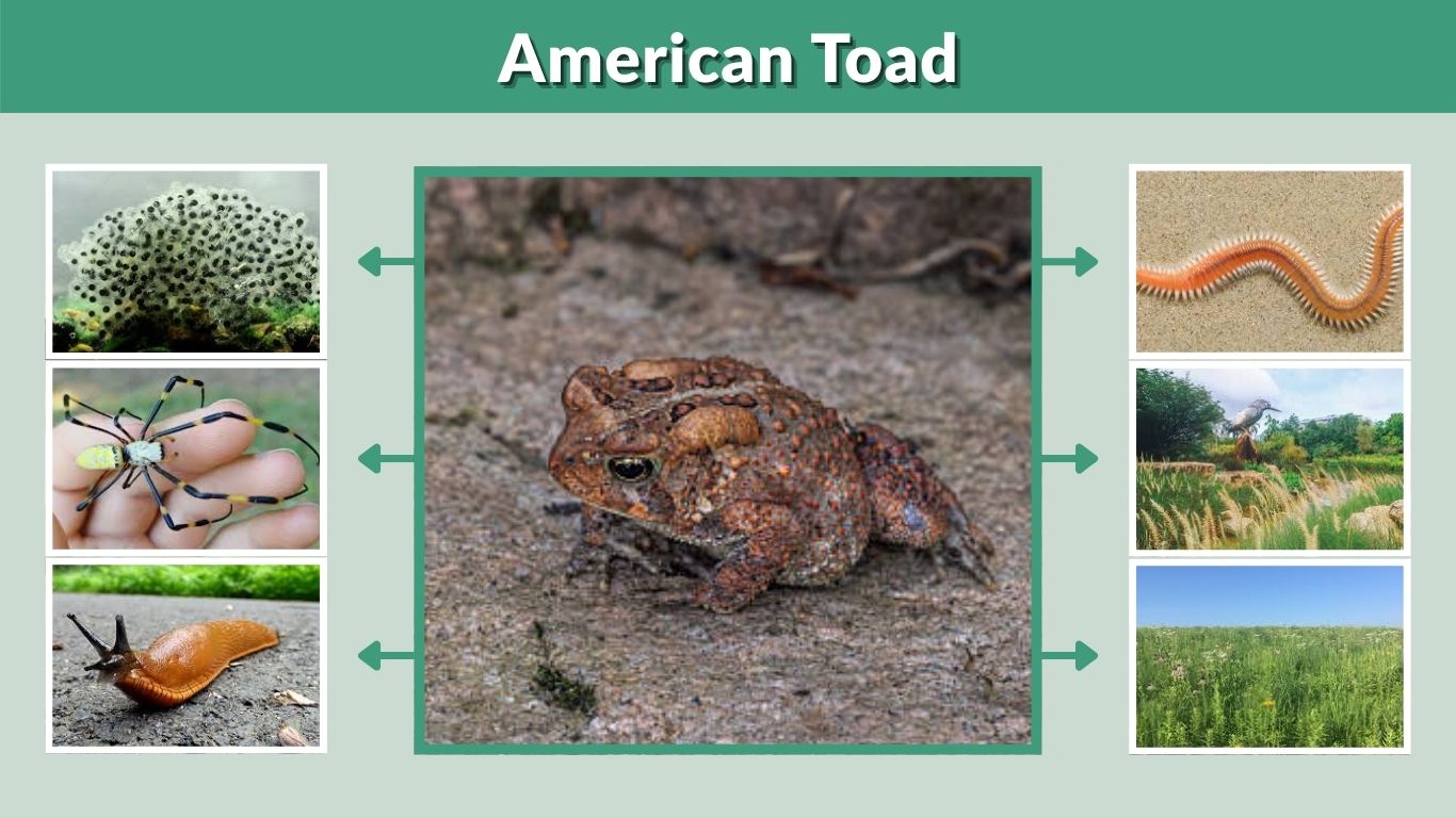 American Toad: Habitat, Diet, Lifespan and Life Cycle Facts