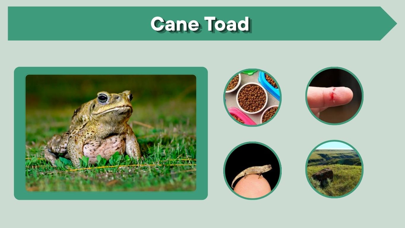 Cane Toad Facts, Poison, and Habitat Guide