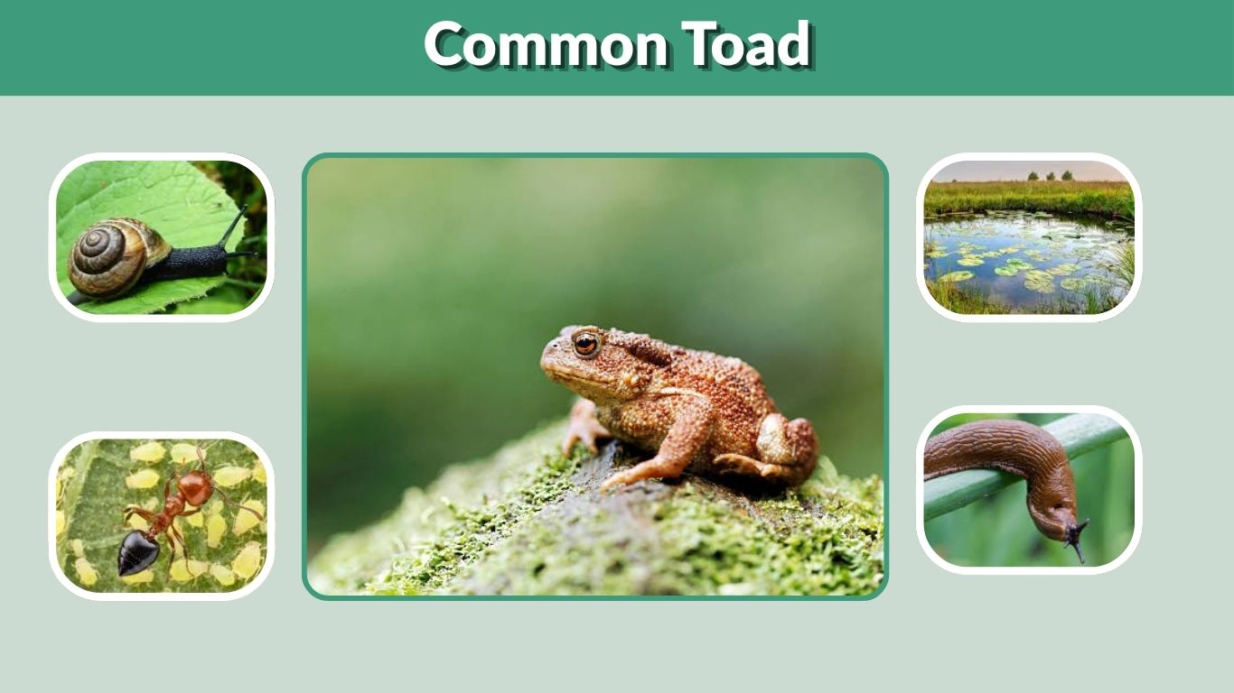 Common Toad: Habitat, Diet, Lifespan and Ecology