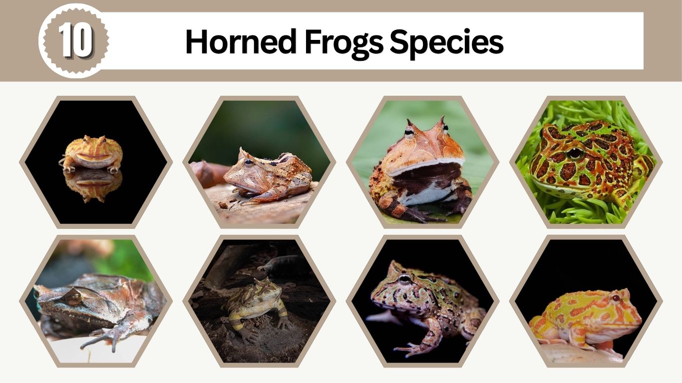 10 Horned Frogs Species: Names, Facts and Identification