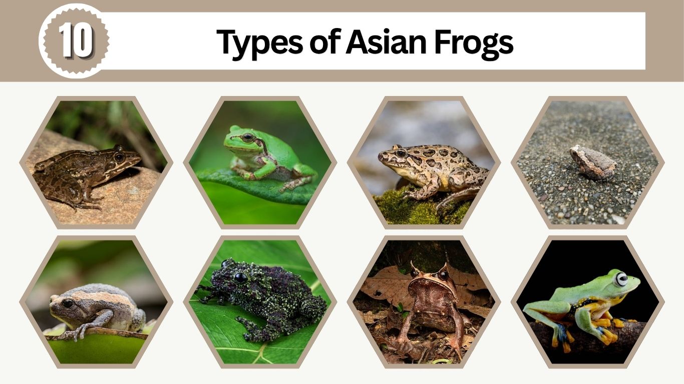 10 Types of Asian Frogs: Different Species Id with Pictures