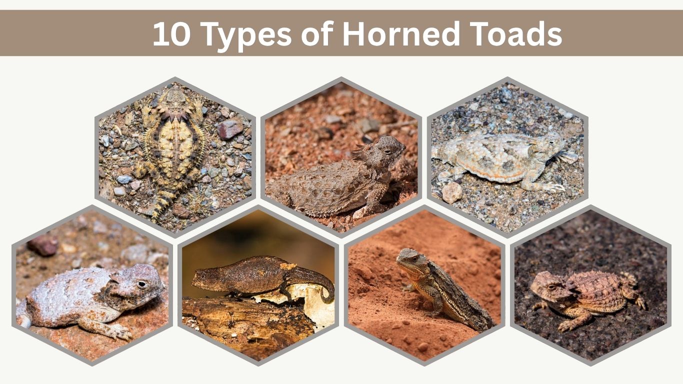10 Types of Horned Toads: Species Identification with Pictures