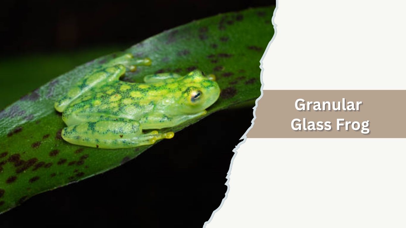 Glass Frog Basic 17 Common Types of Glass Frogs: Species Identification Guide