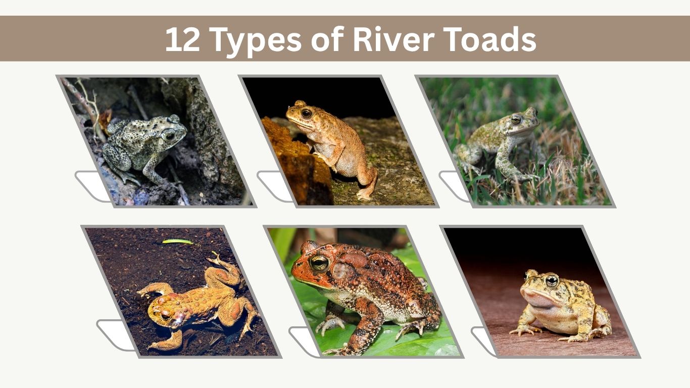 12 Types of River Toads: Species With Identification Guide