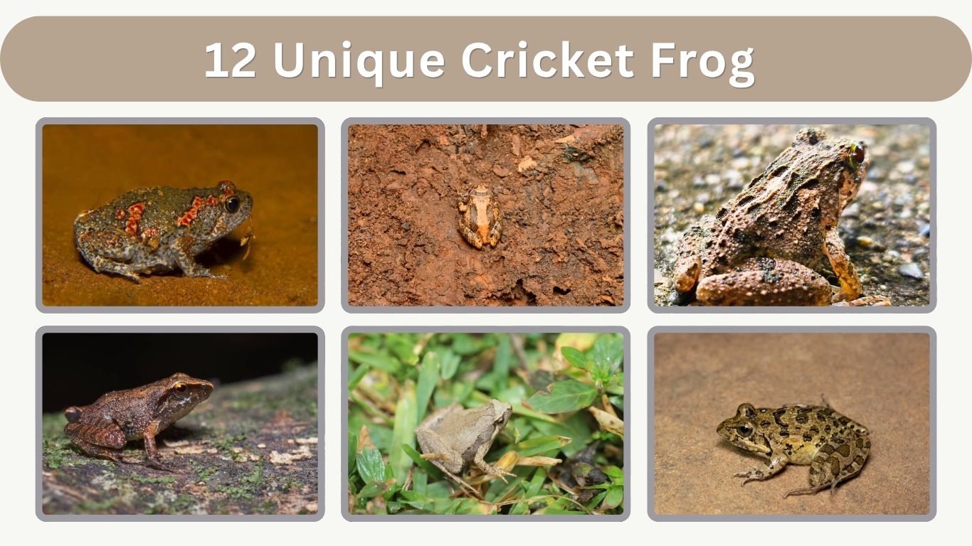 12 Unique Cricket Frog Species You Need to Know