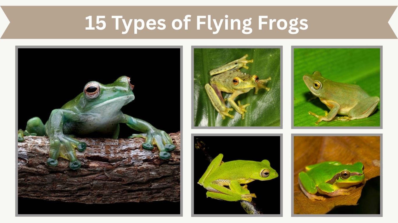 15 Types of Flying Frogs You Should Know