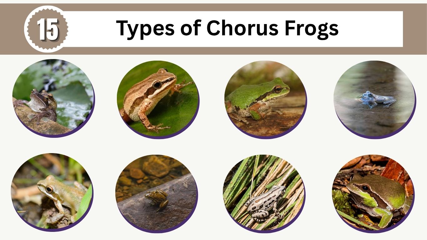 15 Types of Chorus Frogs