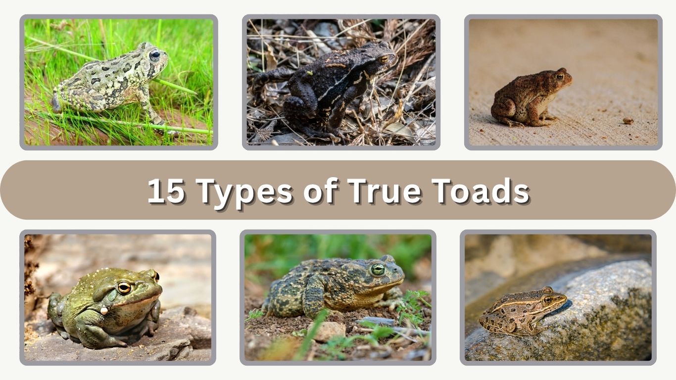 15 Types of True Toads: Identification with Pictures
