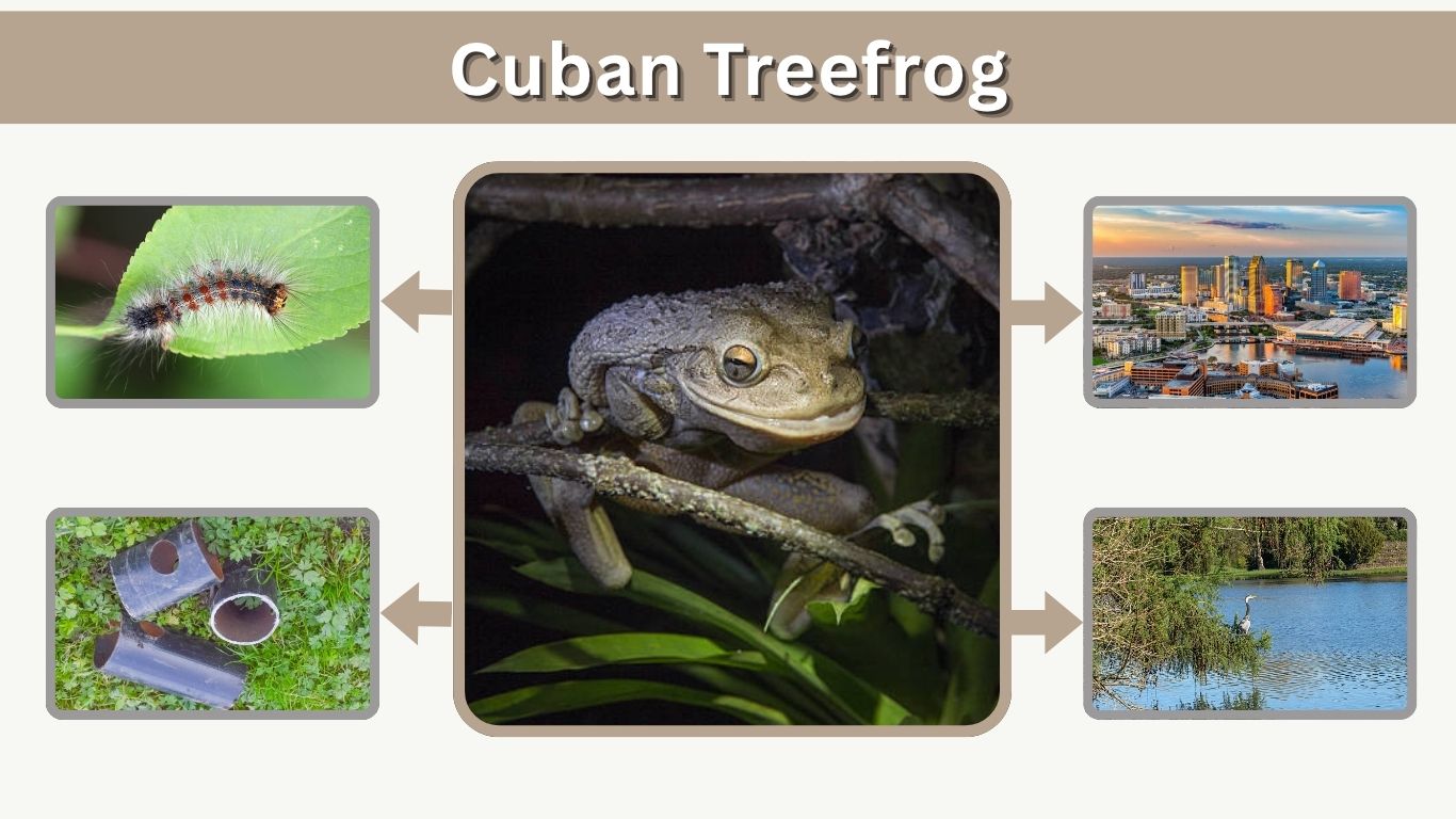 Cuban Treefrog Facts, Habitat, Diet, Identification & Impact