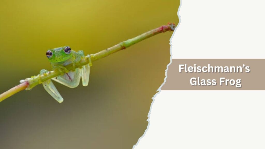 Glass Frog Basic 17 Common Types of Glass Frogs: Species Identification Guide