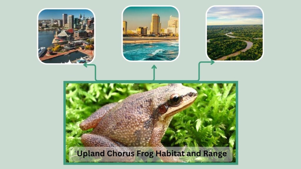 Upland Chorus Frog Habitat and Range