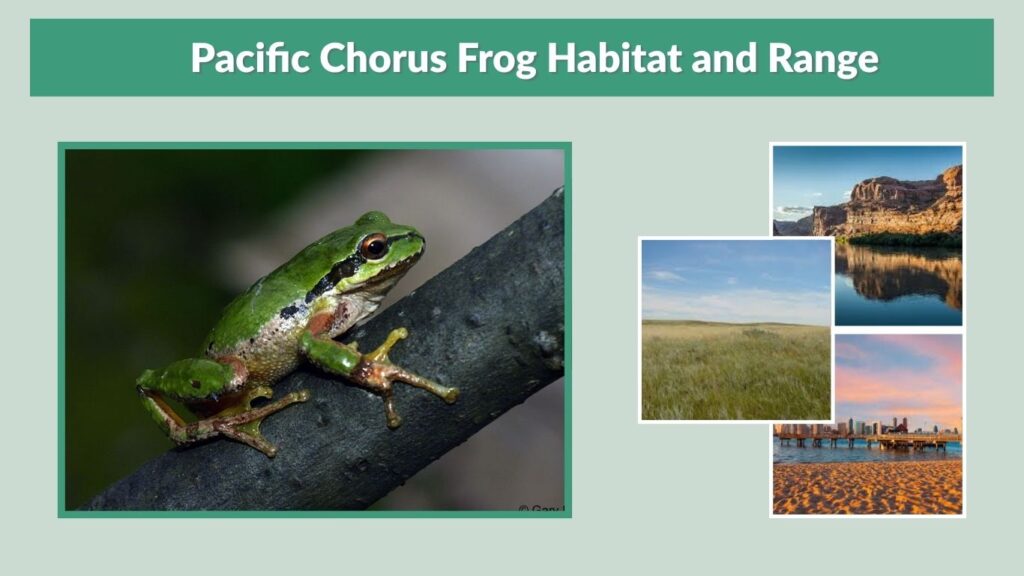 Pacific Chorus Frog Habitat and Range