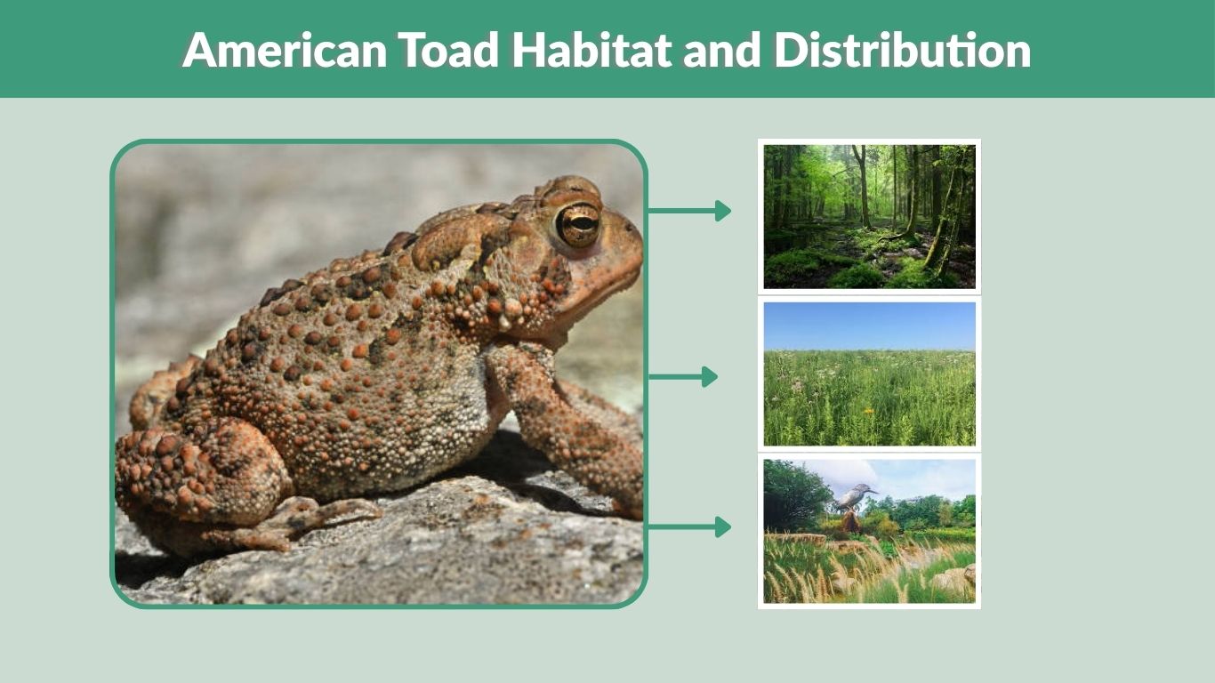 American Toad: Habitat, Diet, Lifespan and Life Cycle Facts
