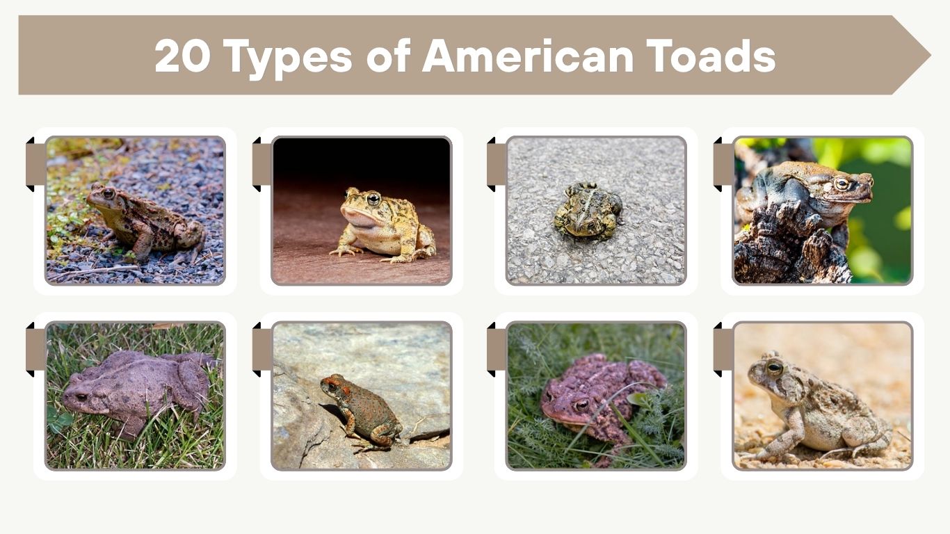 20 Types of American Toads: Identification with Pictures