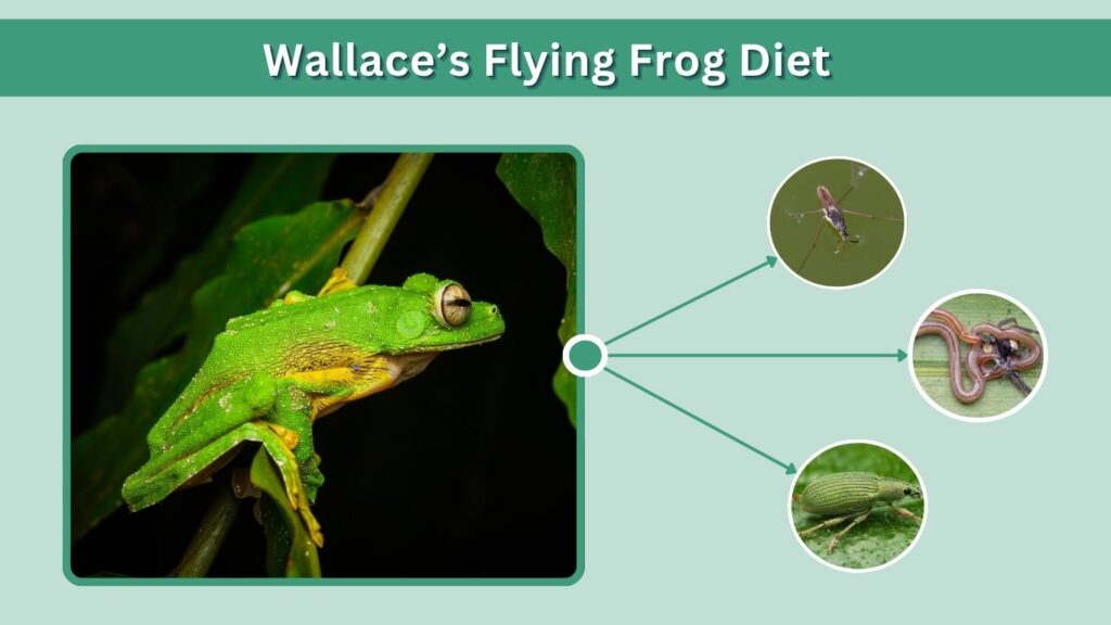 Wallace’s Flying Frog Diet