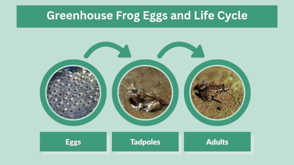 Greenhouse Frog Eggs and Life Cycle