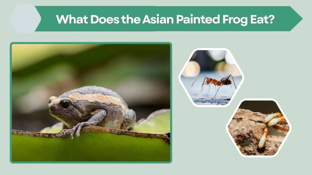 What Does the Asian Painted Frog Eat?