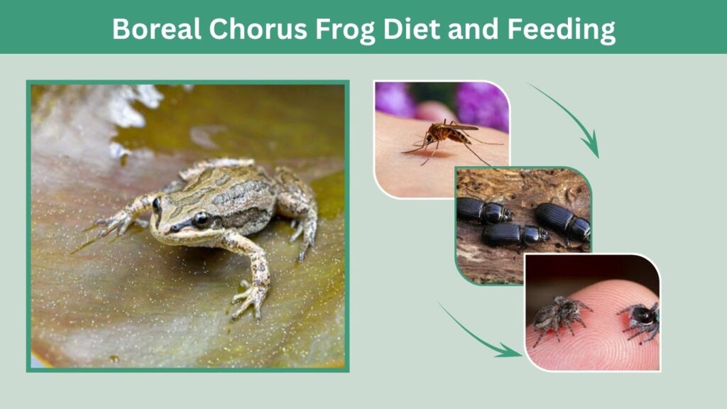 Boreal Chorus Frog Diet and Feeding
