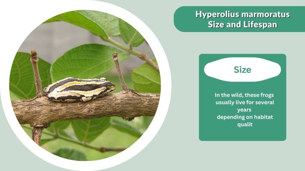 Hyperolius marmoratus Size and Lifespan