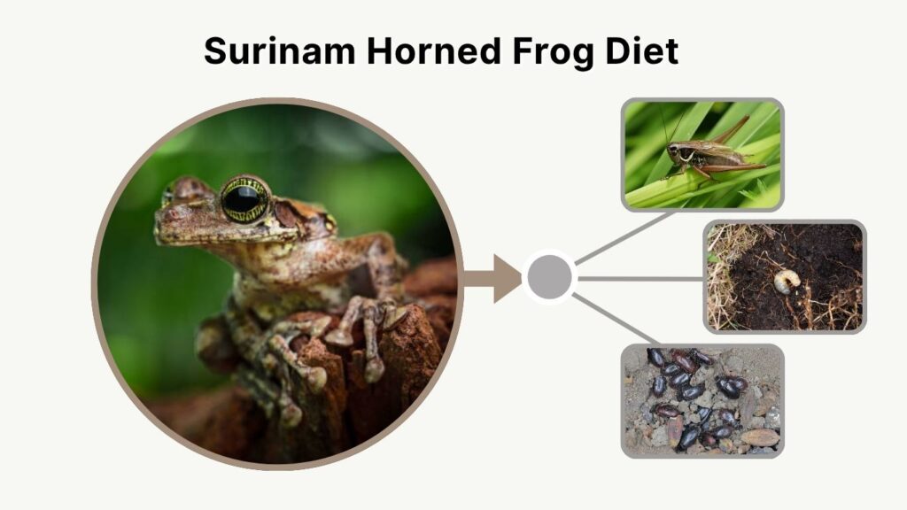 Sortum Frog Surinam Horned Frog Care, Diet, and Habitat