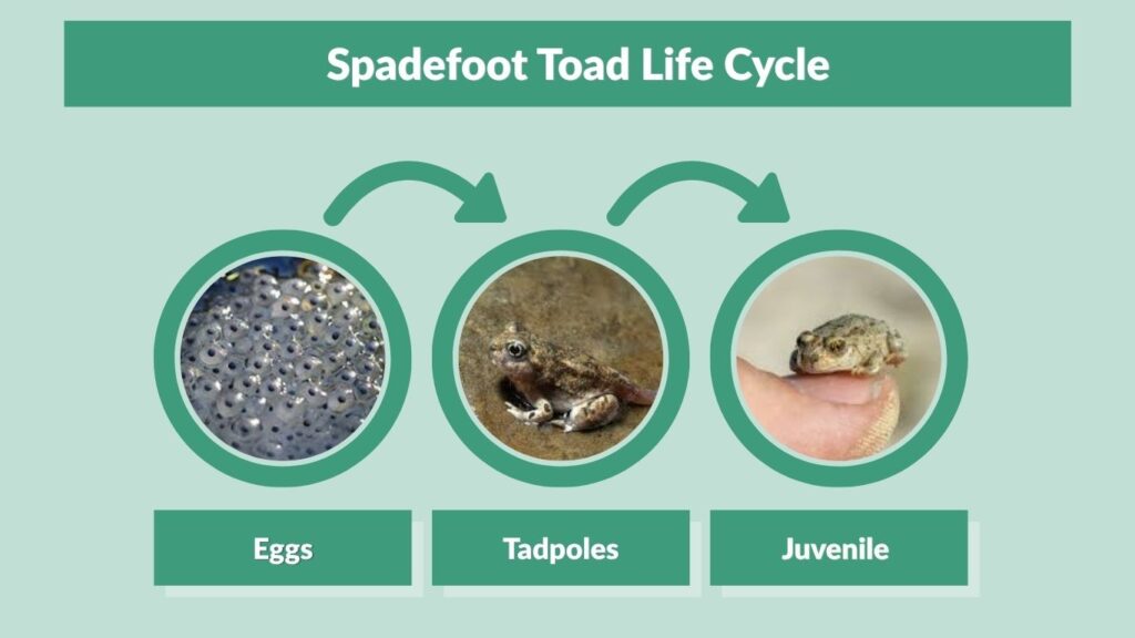 Spadefoot Toad Life Cycle