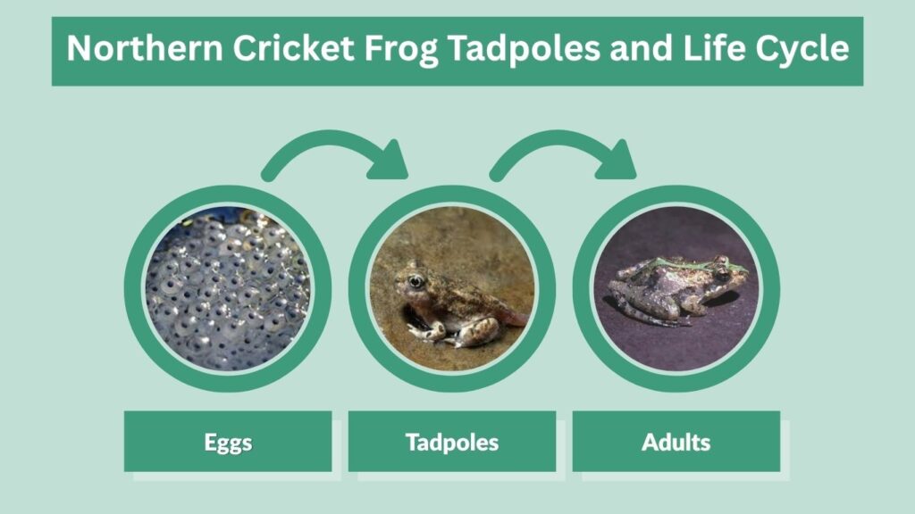 Northern Cricket Frog Diet