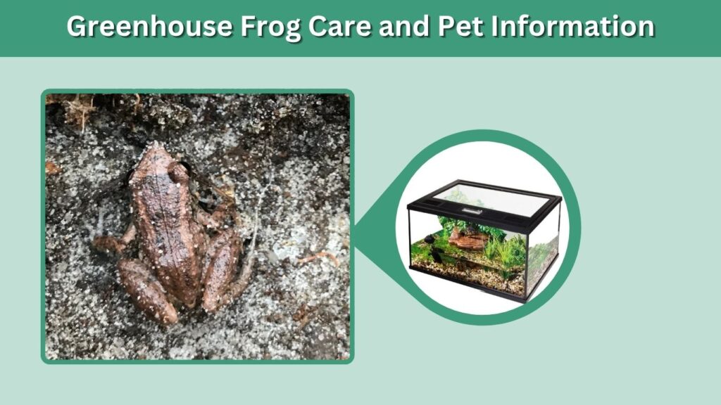 Greenhouse Frog Care and Pet Information