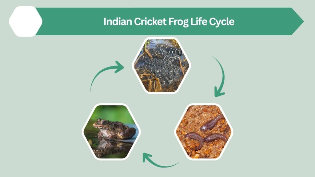 Indian Cricket Frog Life Cycle