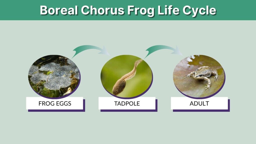 Boreal Chorus Frog Life Cycle