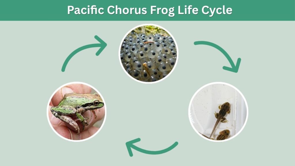Pacific Chorus Frog Life Cycle