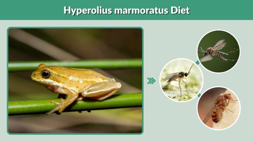 Hyperolius marmoratus Diet