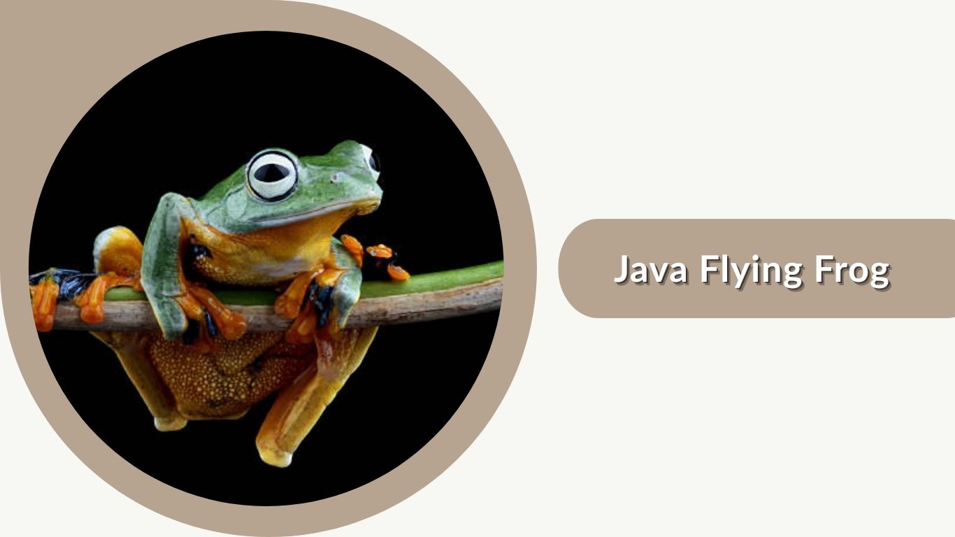 15 Types of Flying Frogs You Should Know