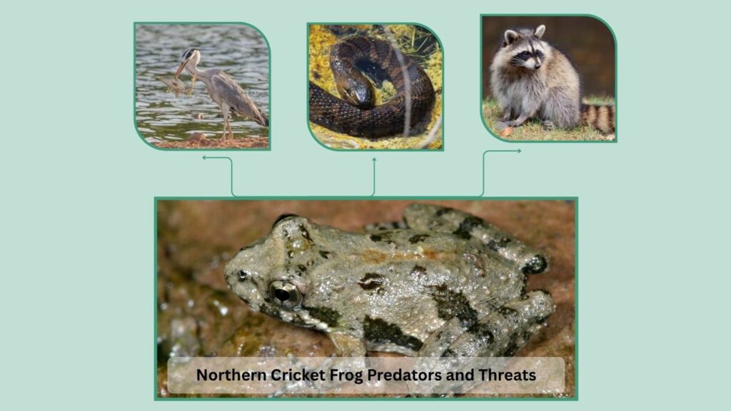 Northern Cricket Frog Predators and Threats
