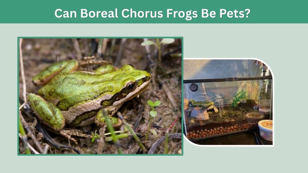 Can Boreal Chorus Frogs Be Pets?