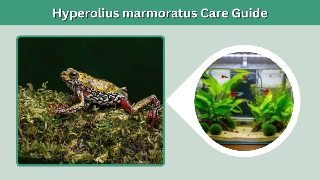 Hyperolius marmoratus Care Guide