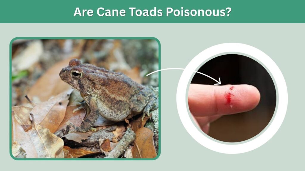 Are Cane Toads Poisonous?
