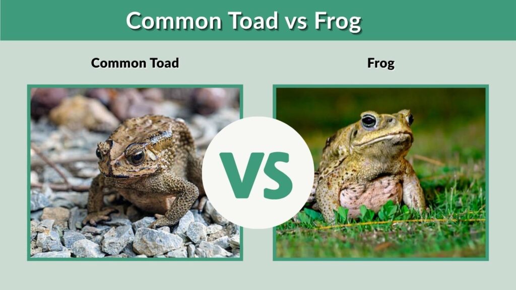 Common Toad Male vs Female