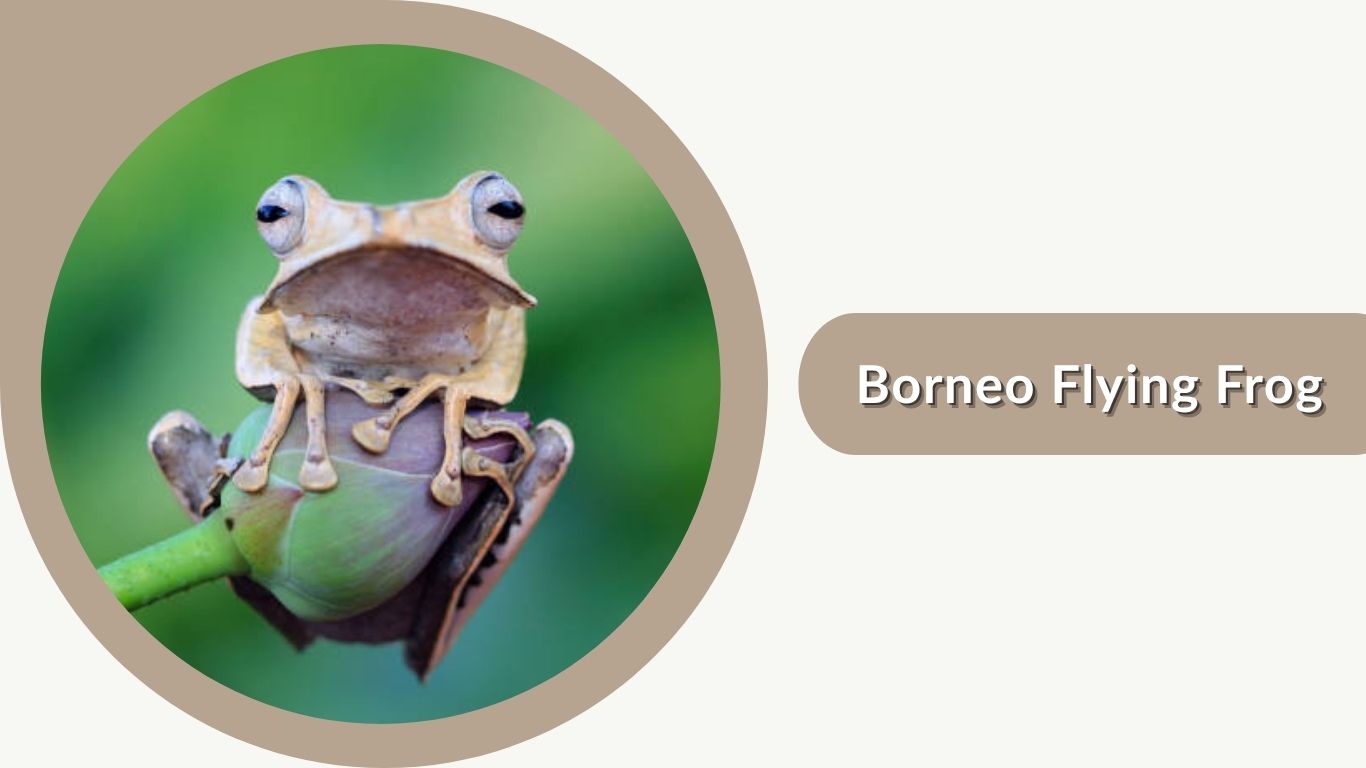 15 Types of Flying Frogs You Should Know