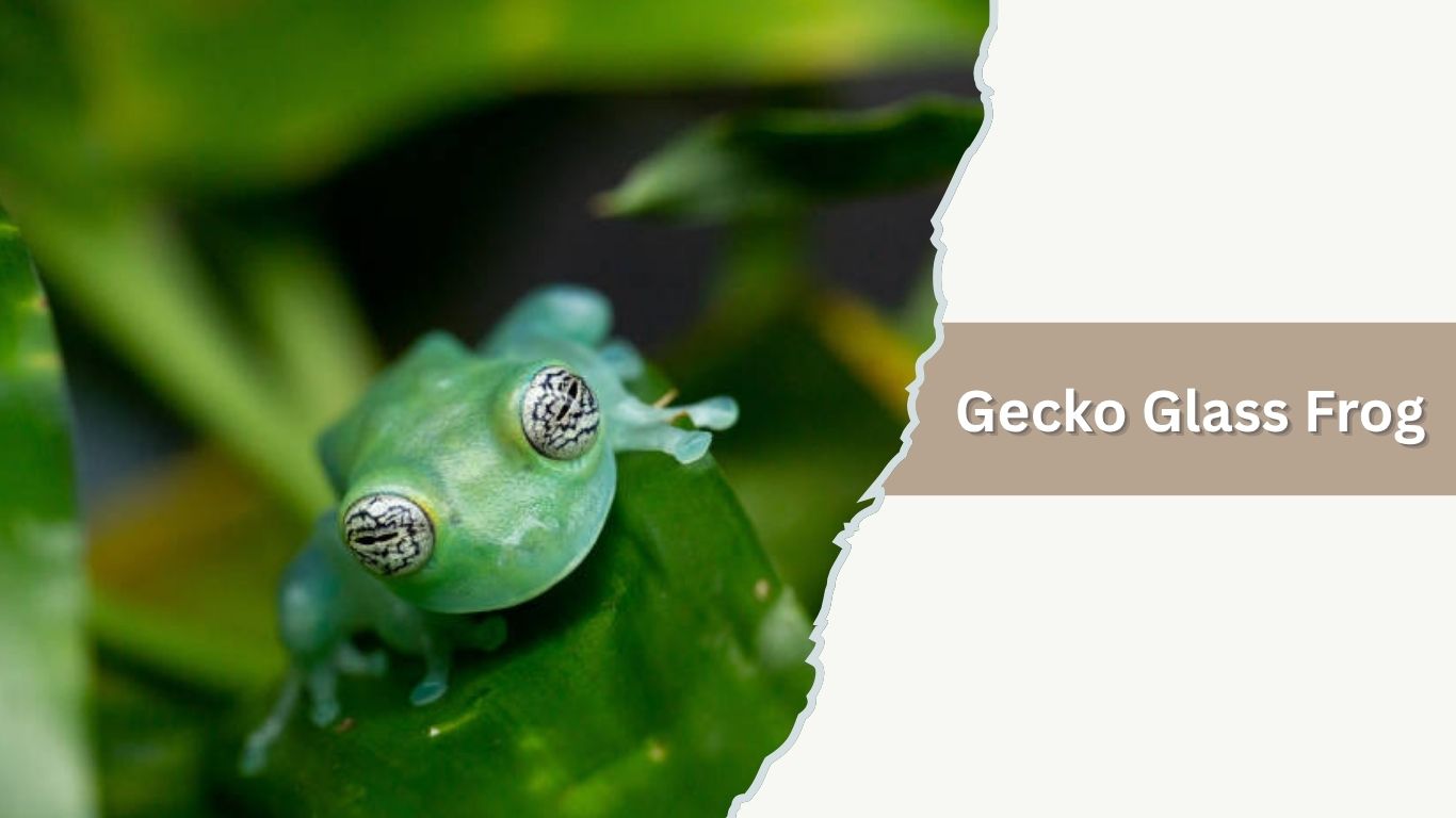 Glass Frog Basic 17 Common Types of Glass Frogs: Species Identification Guide