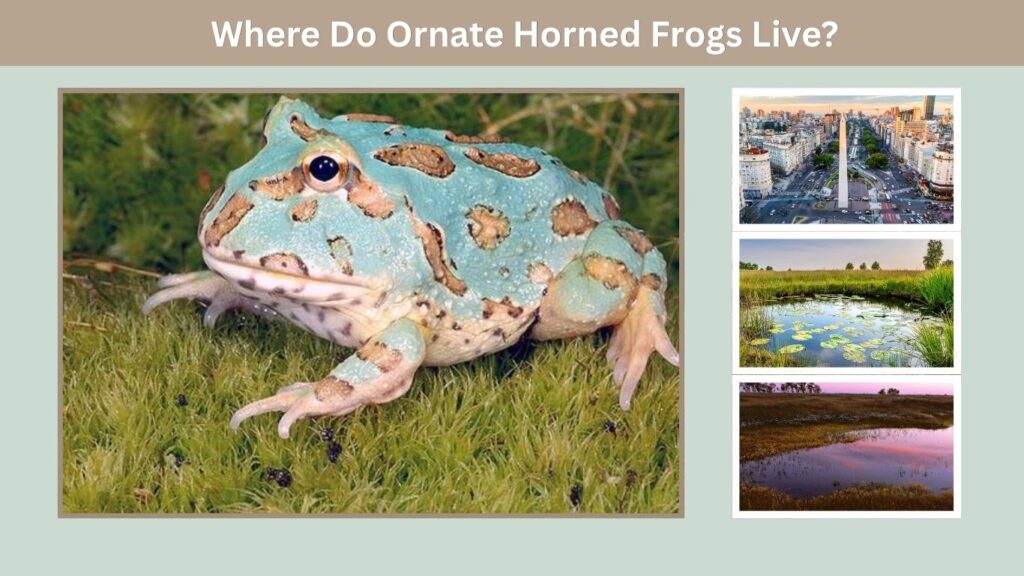Where Do Ornate Horned Frogs Live?
