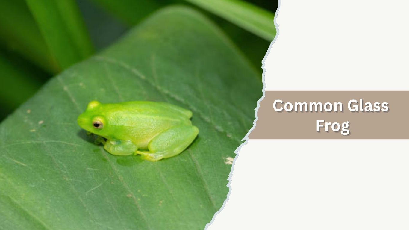 Glass Frog Basic 17 Common Types of Glass Frogs: Species Identification Guide