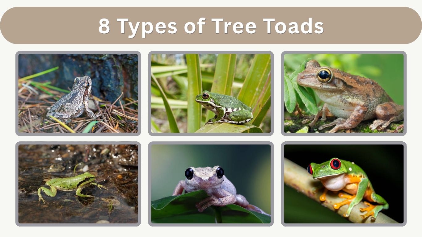 8 Types of Tree Toads Species Found Around the World