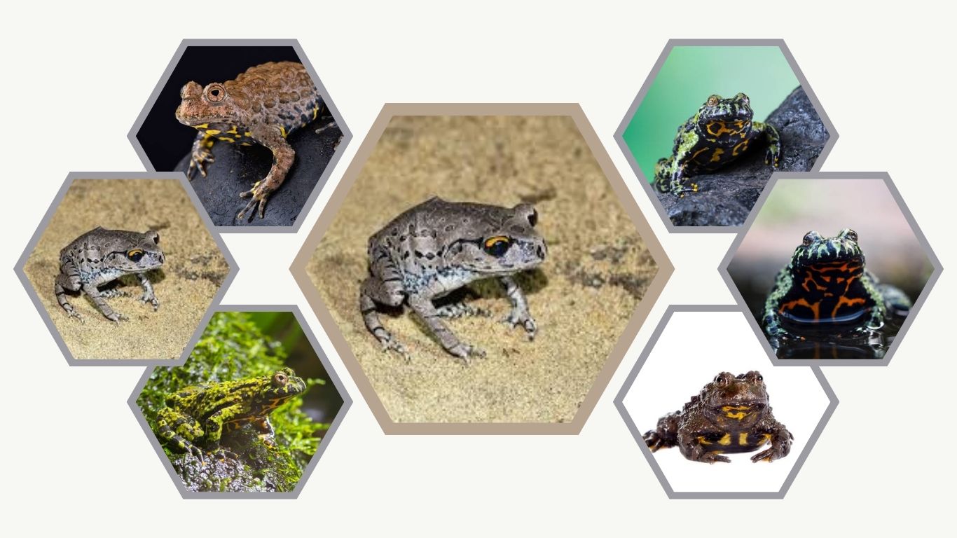 Top 10 Types of Fire-bellied Toads: Identification with Pictures
