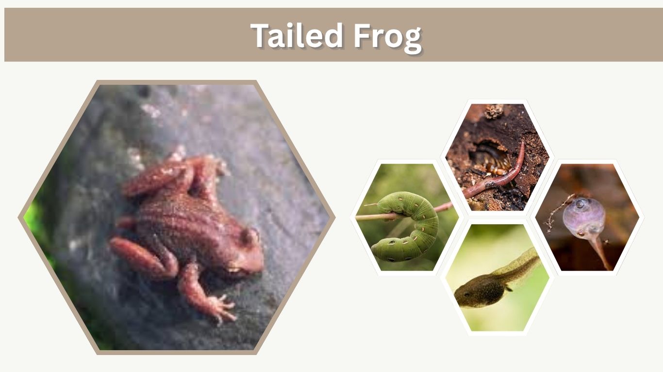 Tailed Frog: Lifecycle, Habitat, Diet  and Facts