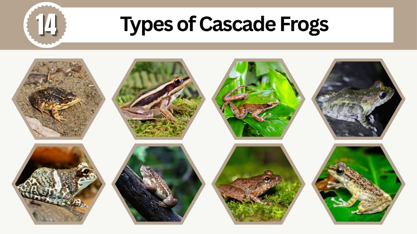 14 Types of Cascade Frogs: Identification, Habitat & Pictures