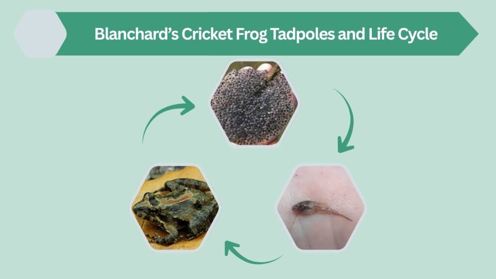 Blanchard’s Cricket Frog Tadpoles and Life Cycle