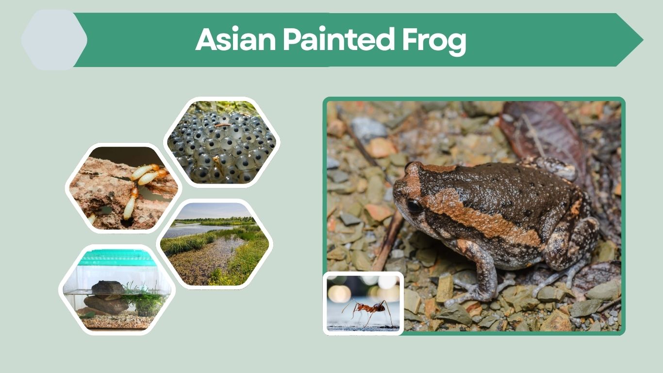 Asian Painted Frog Facts, Habitat, Diet & Interesting Facts