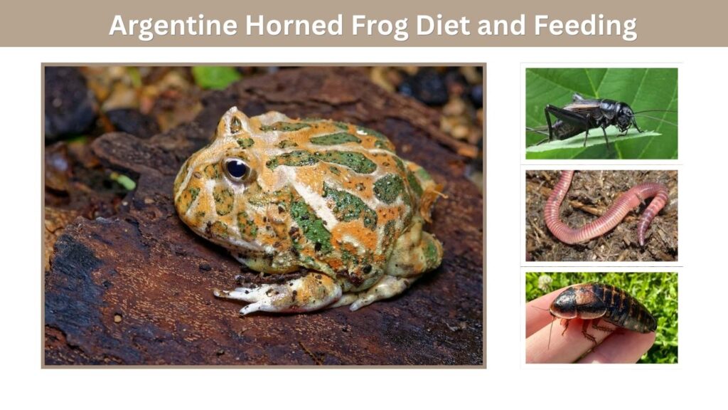 Argentine Horned Frog Diet and Feeding