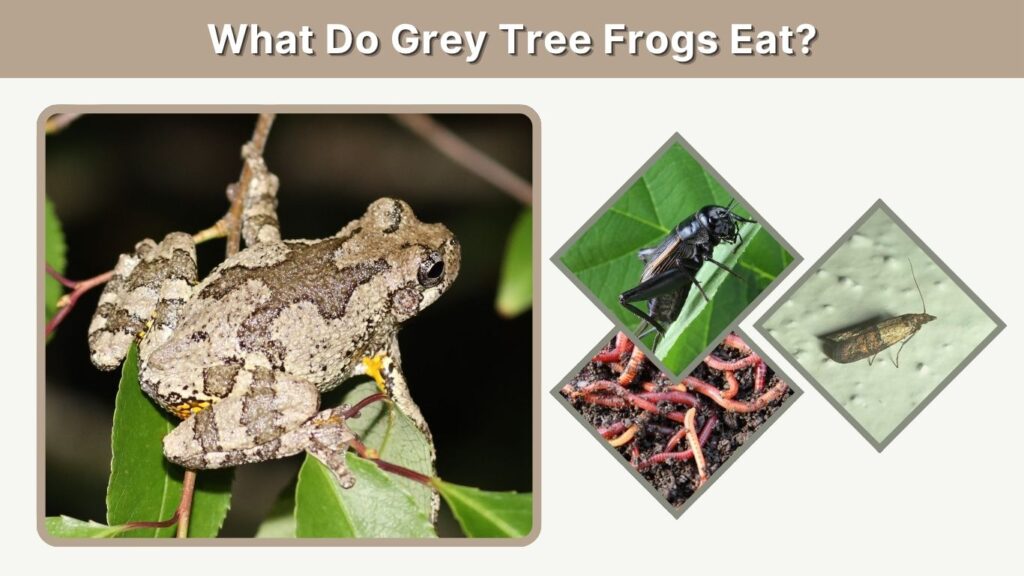 What Do Grey Tree Frogs Eat?