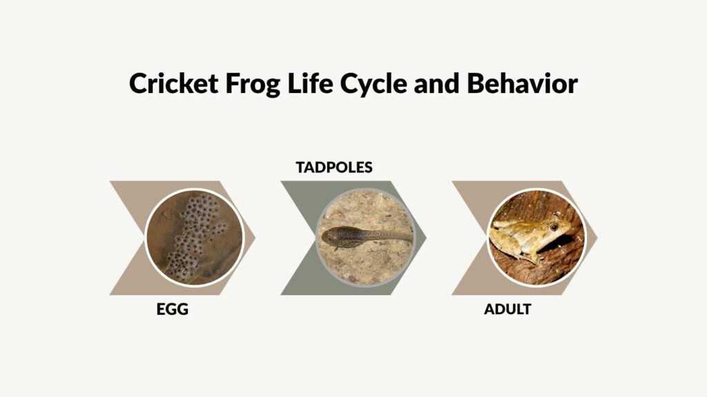 Cricket Frog Life Cycle and Behavior